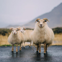 Moutons Islande
