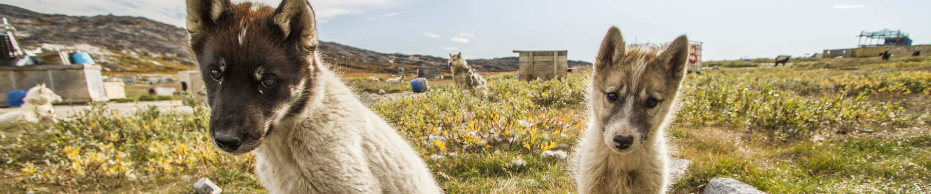 Chiens en Islande