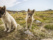 Chiens en Islande