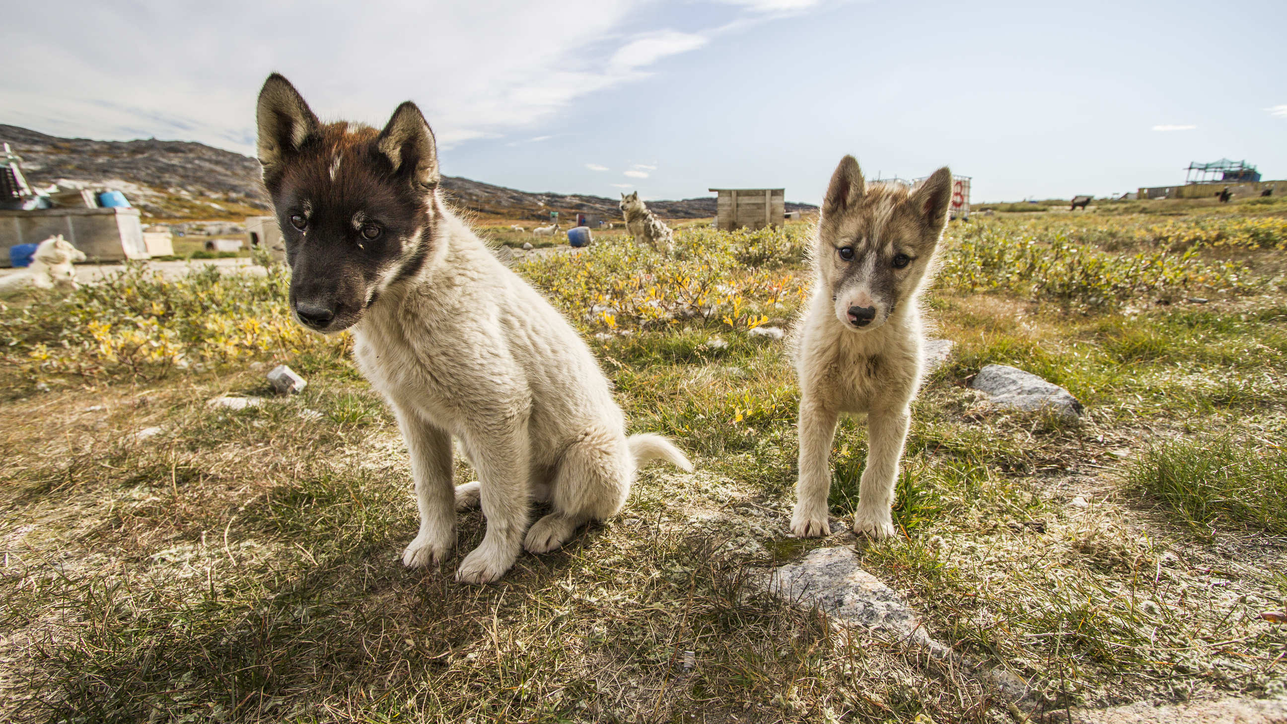 Chiens en Islande