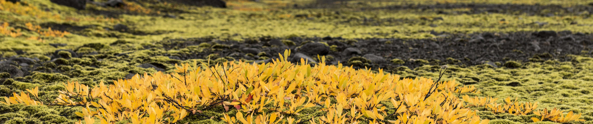 Champ végétal en Islande