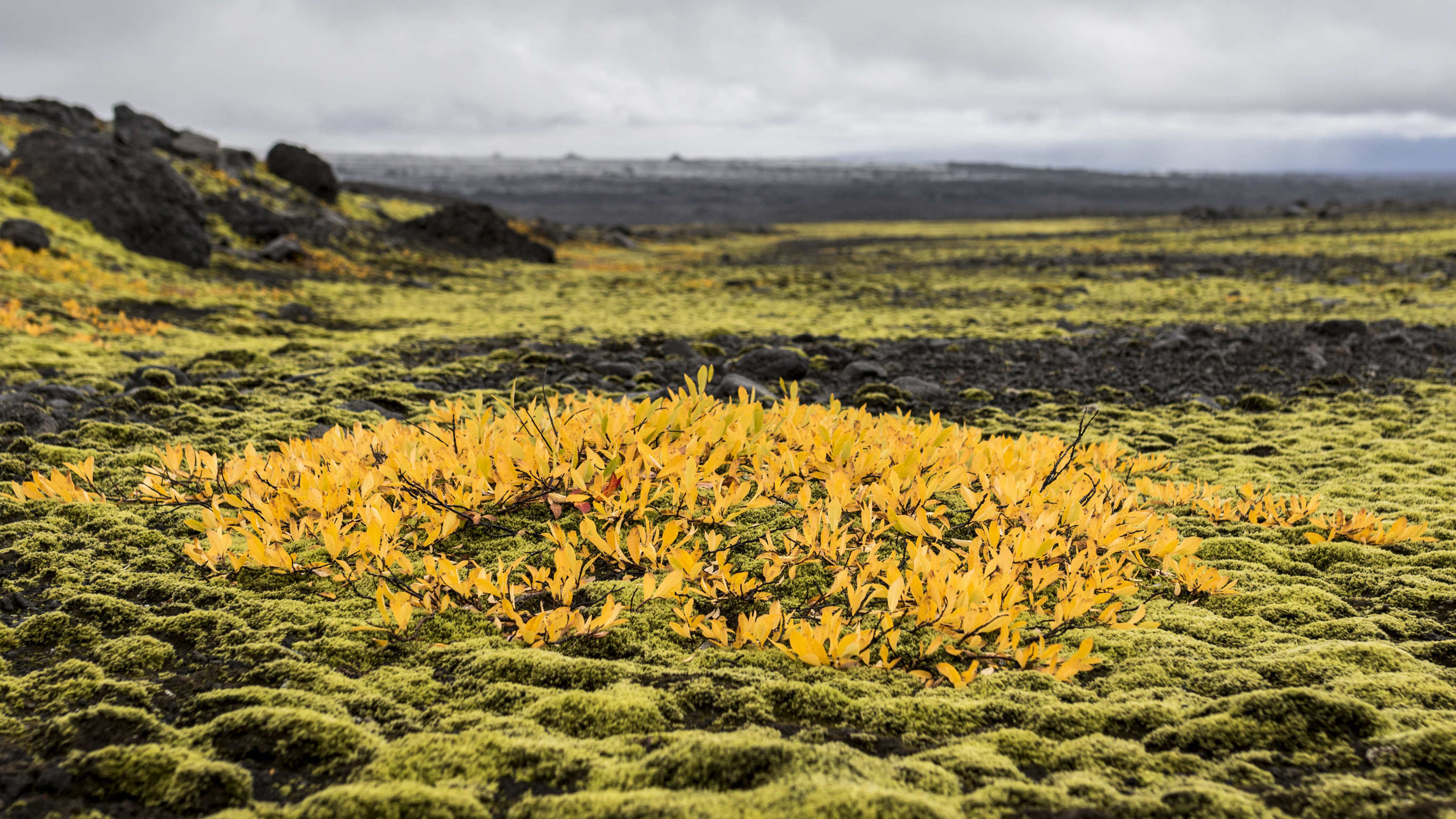 Champ végétal en Islande