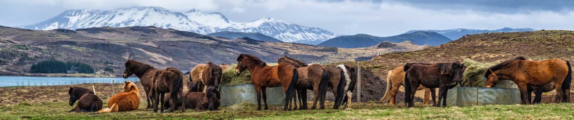 chevaux islande