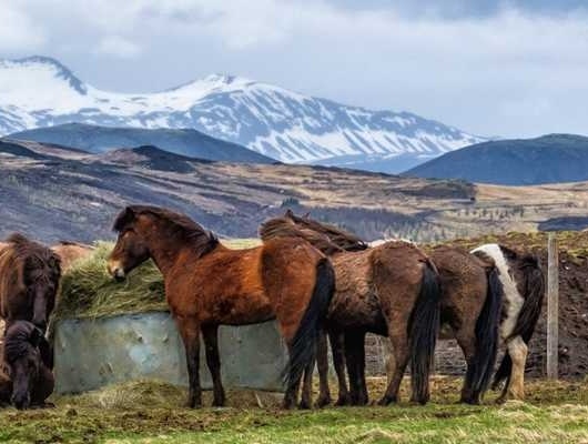 chevaux islande