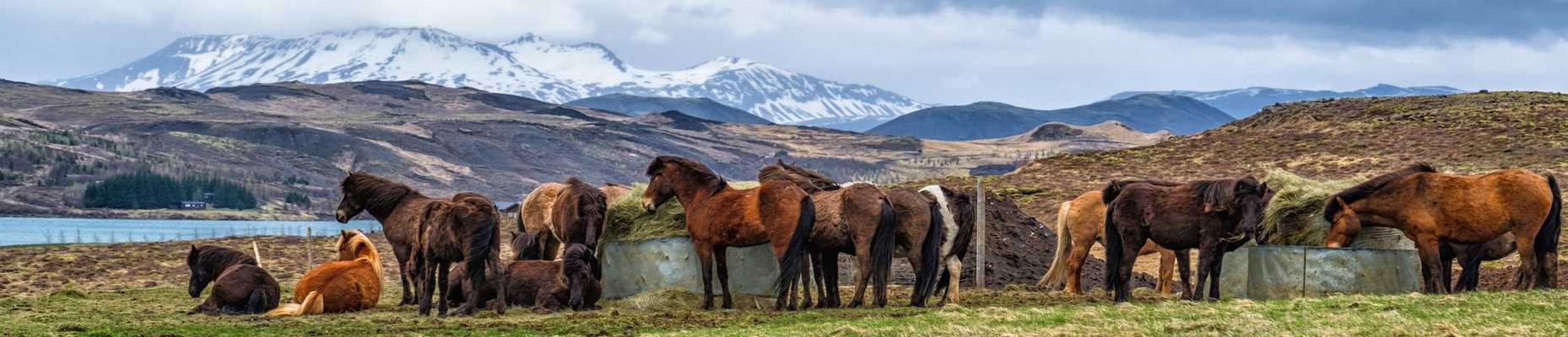 chevaux islande