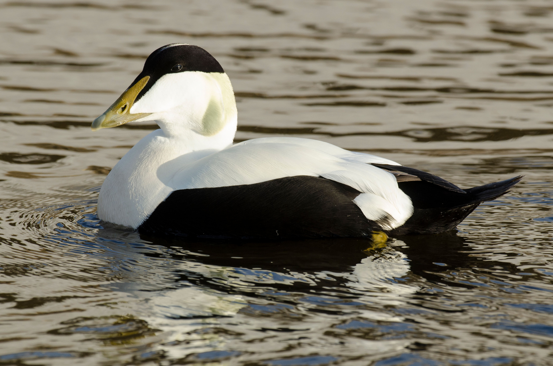 Eider à duvet