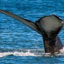 photo d'une baleine en Islande