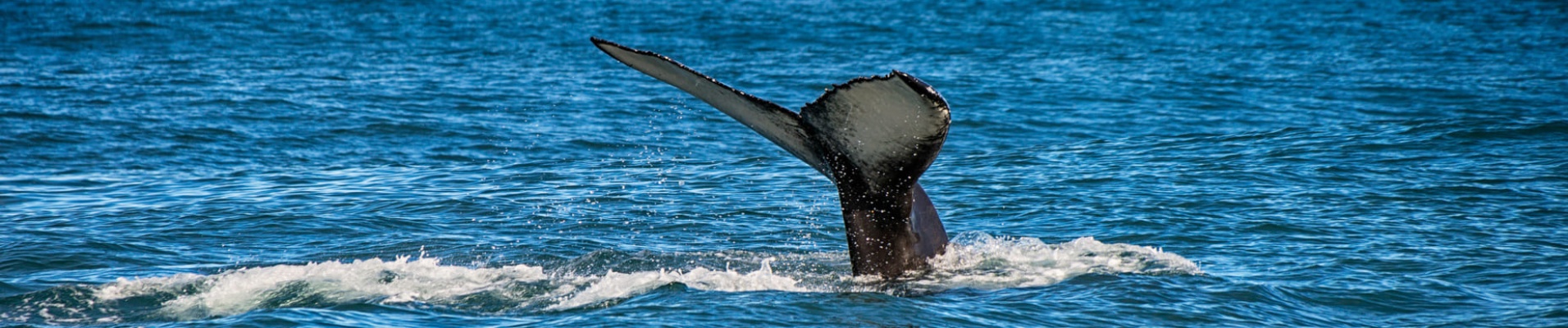 photo d'une baleine en Islande