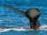 photo d'une baleine en Islande