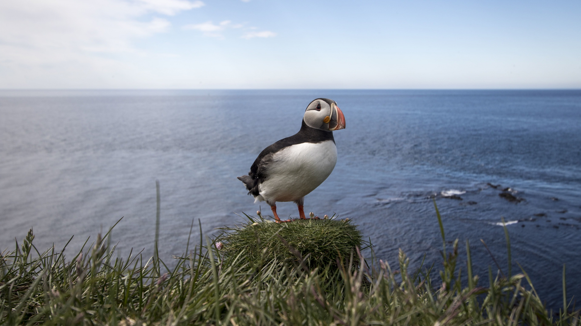 Puffin