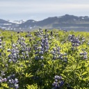 Champ fleuri en Islande