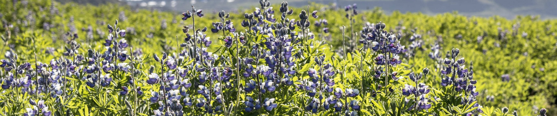 Champ fleuri en Islande