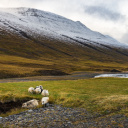 Mouton en Islande