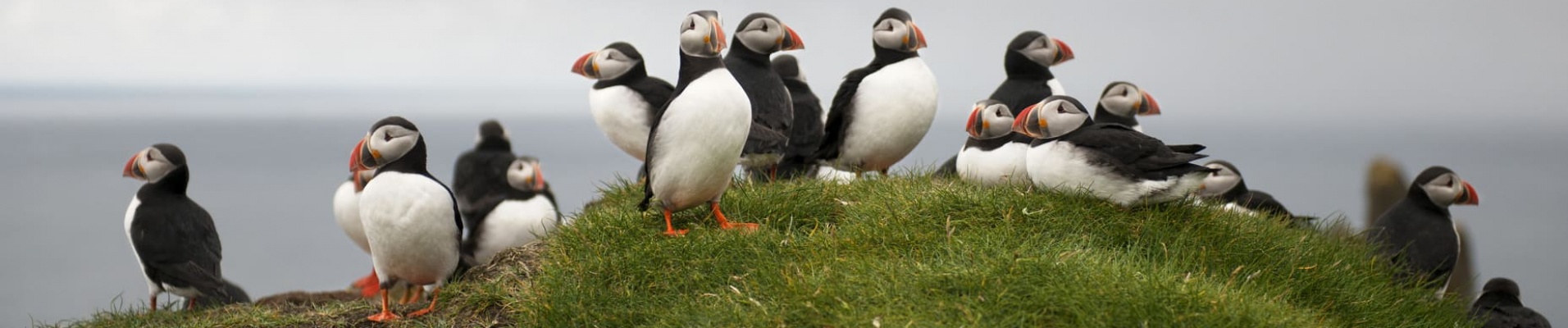 photo d'oiseaux en islande