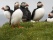 photo d'oiseaux en islande