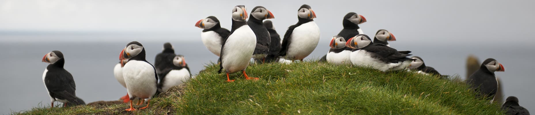 photo d'oiseaux en islande