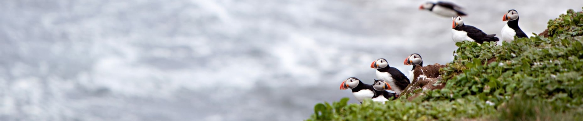 Oiseaux Islande