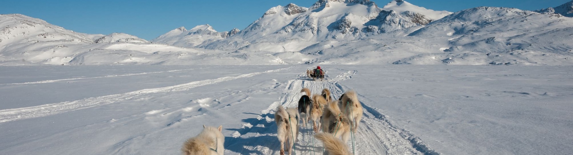 Traineaux chiens Groenland