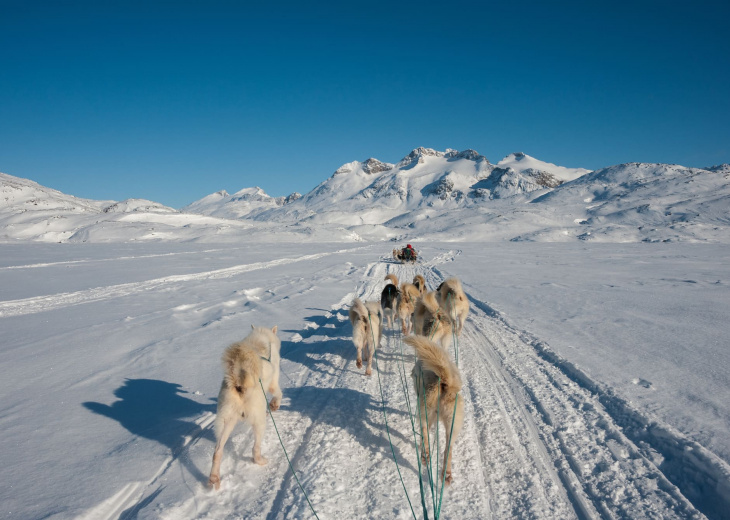 Traineaux chiens Groenland