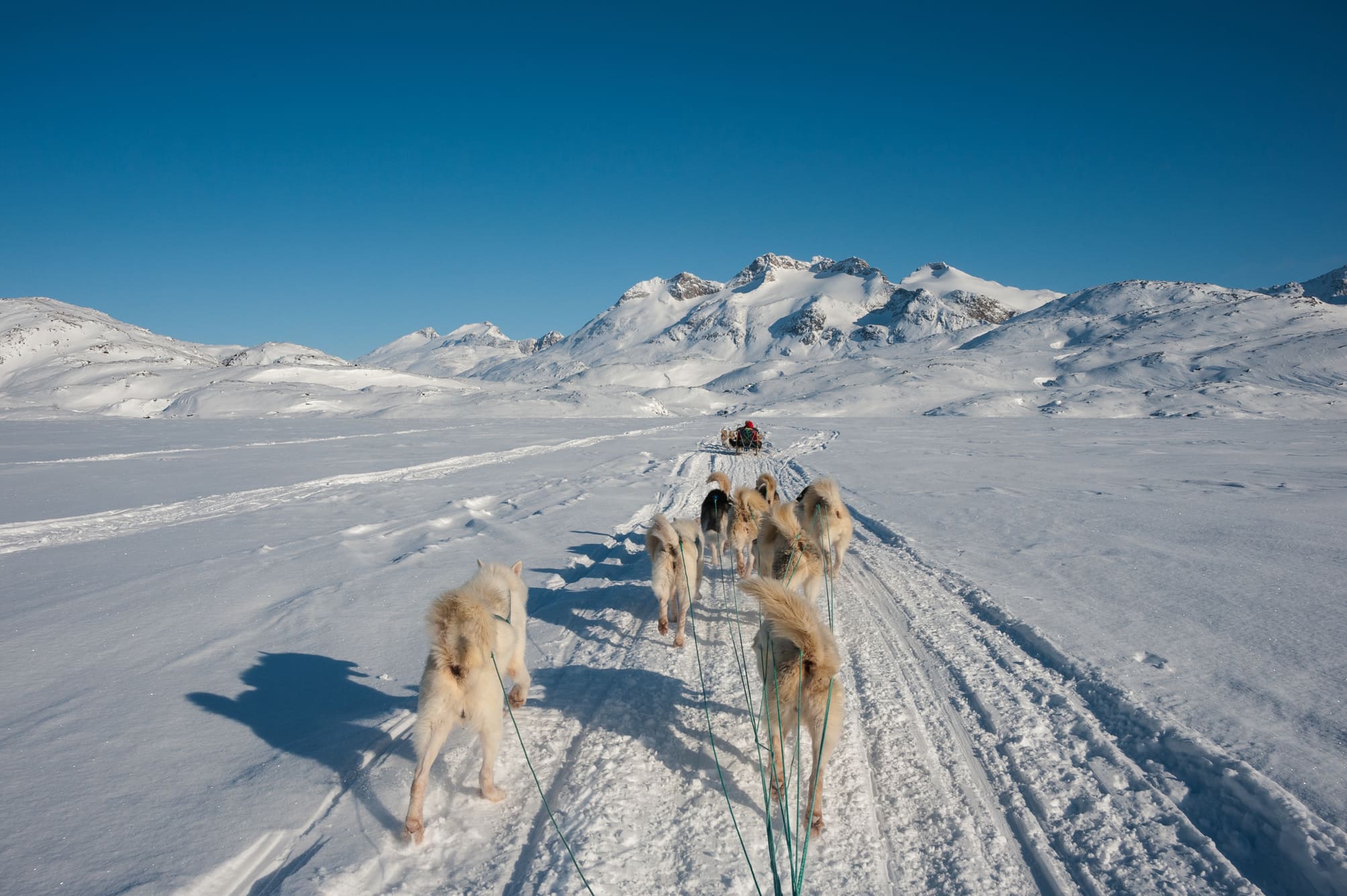 Traineaux chiens Groenland