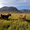 Cheval en Islande