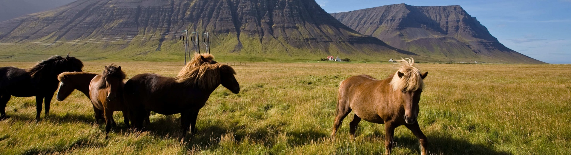 Cheval en Islande