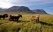 Cheval en Islande