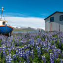 Paysage ete Islande