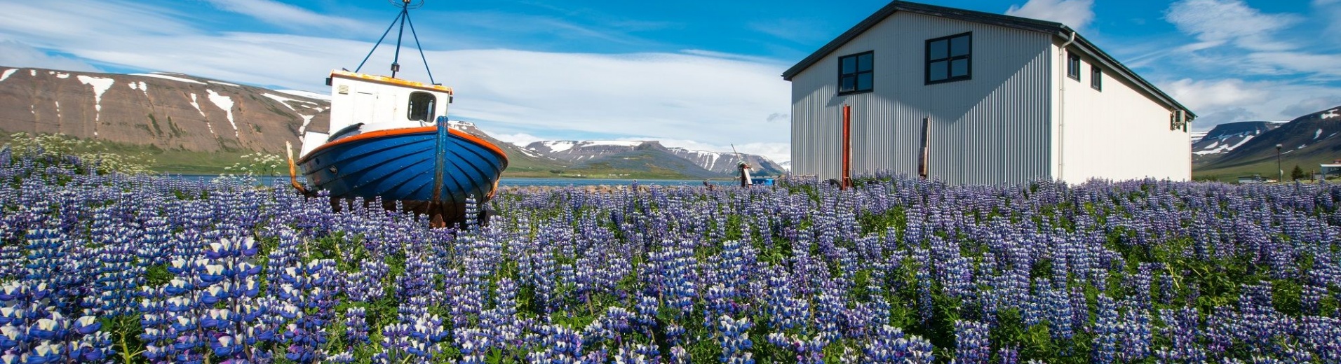 Paysage ete Islande