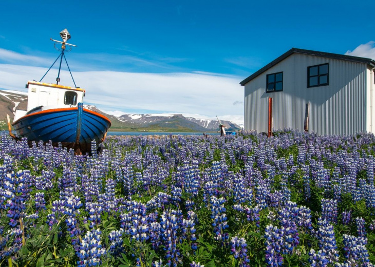 Paysage ete Islande