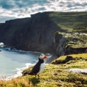 Oiseau Islande