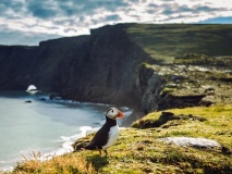 Oiseau Islande