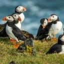 oiseaux islande