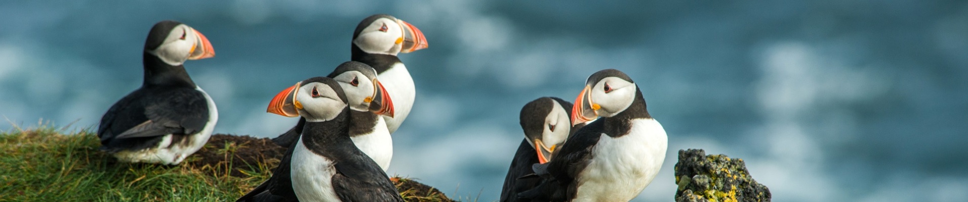 oiseaux islande