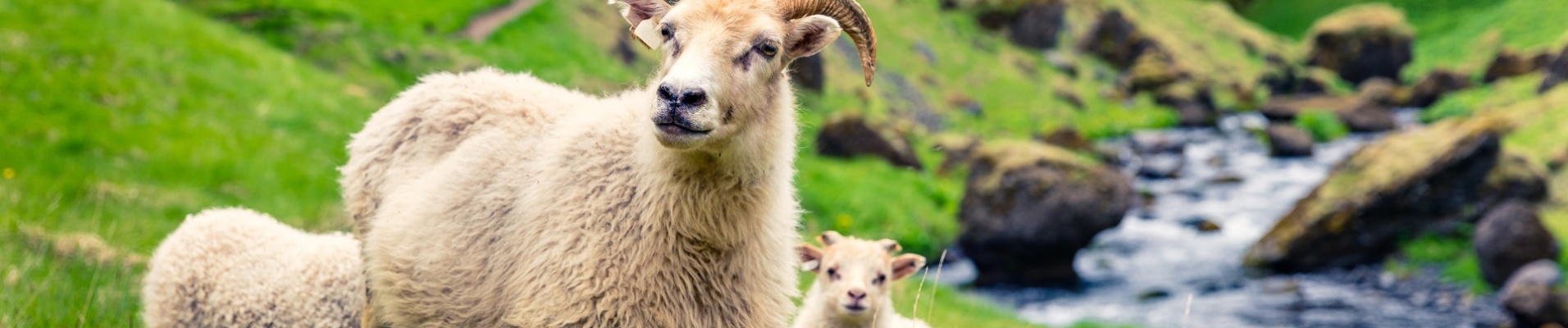 Moutons Islande