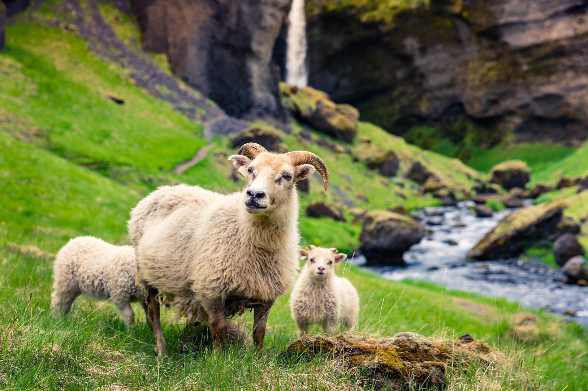 Moutons Islande