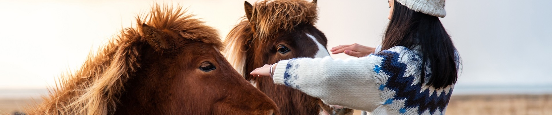 chevaux sauvages islande