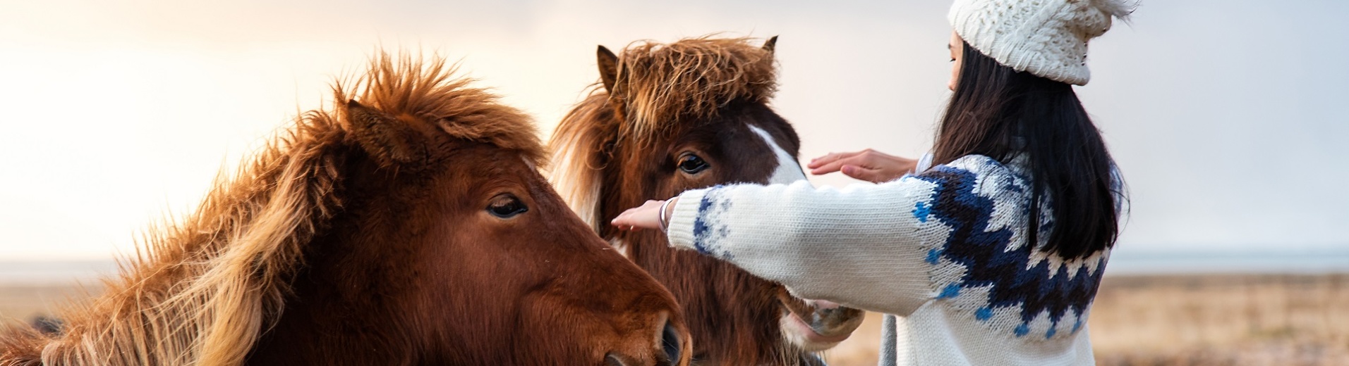 chevaux sauvages islande