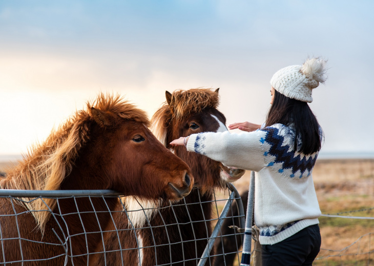 chevaux sauvages islande