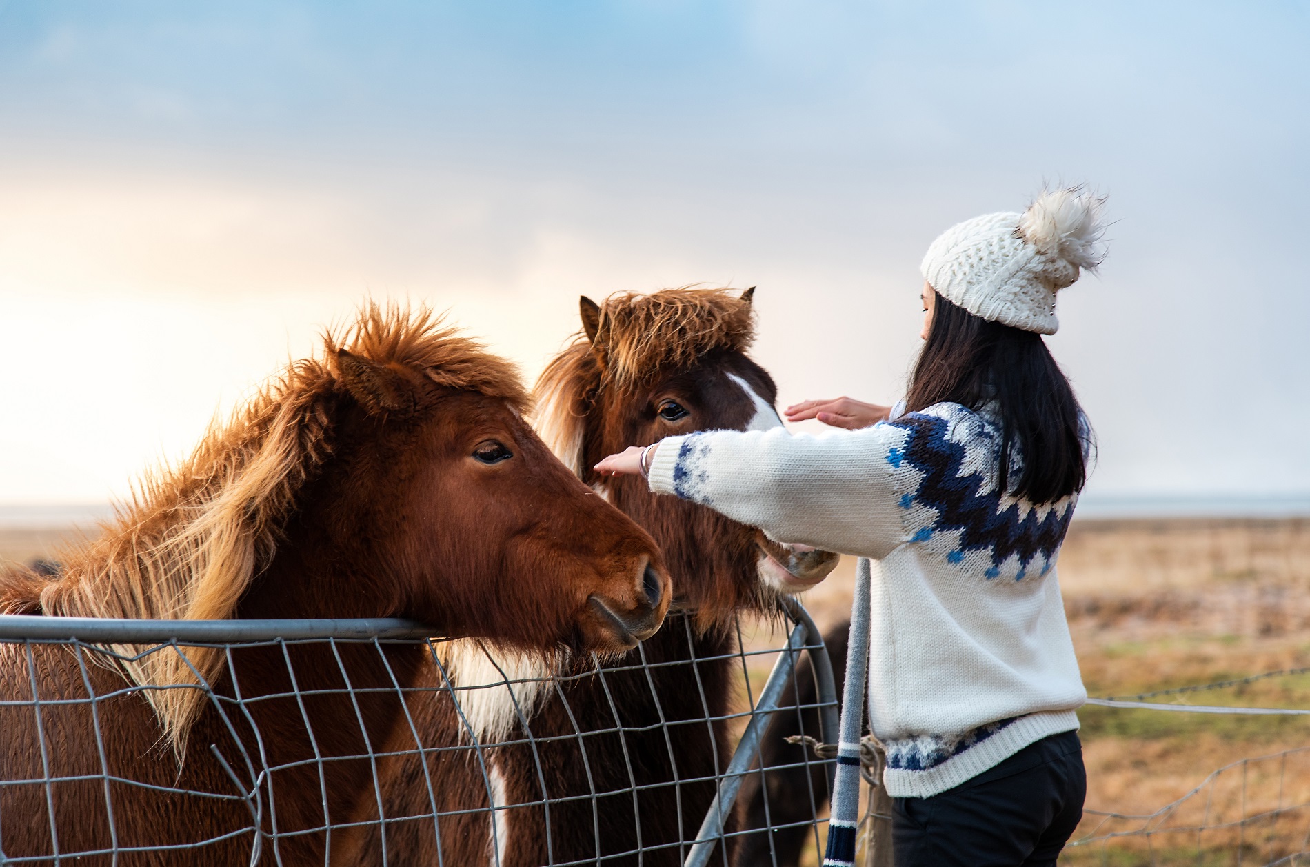 chevaux sauvages islande