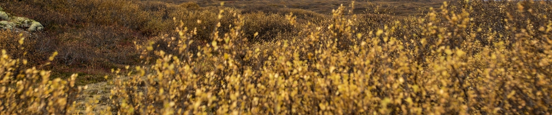 Islande en automne