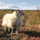 Mouton en Islande