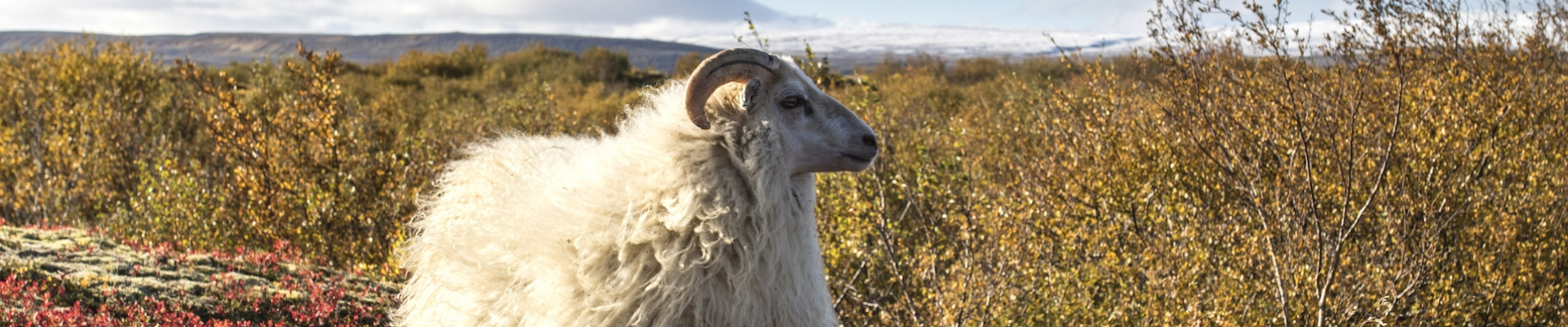 Mouton en Islande