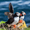 puffin-oiseaux-islande