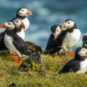 oiseaux-temoignage-islande