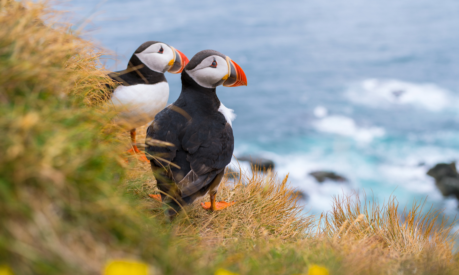 macareux-moine-islande