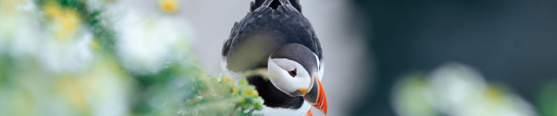 Islande de A à Z